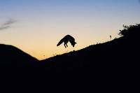 Кадр Девочка и лисенок