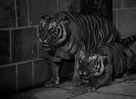 Кадр Призрак замка Моррисвиль