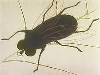 Кадр Пчелка Майя