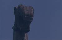 Кадр И на камнях растут деревья