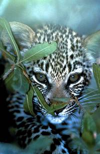 Кадр Бегущие на волю