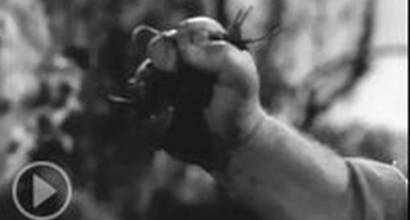 Телевизионный ролик 