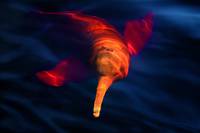 Кадр Амазония: Инструкция по выживанию 3D