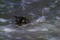 Кадр Дорога домой: Невероятное путешествие