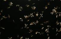 Кадр Осажденная крепость