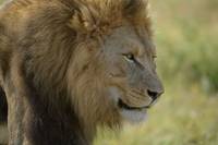 Кадр Путешествие Гектора в поисках счастья