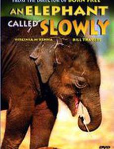 An Elephant Called Slowly