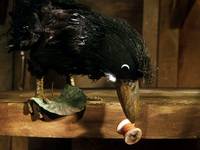 Кадр Бибигон