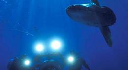 Кадр из фильма "Тайны подводного мира 3D" - 1