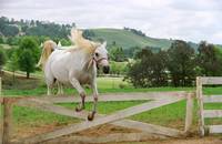 Кадр Бешеные скачки