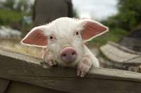 Кадр Моя ужасная няня : Большой бум