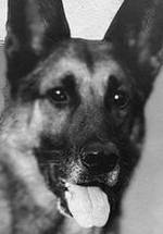 Strongheart the Dog фото