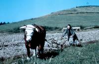 Кадр Осеннее молоко