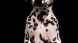 Кадр из фильма "101 далматинец" - 1