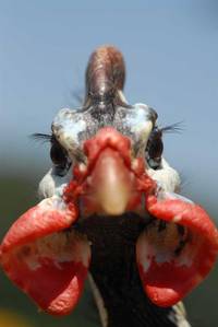 Кадр Дикая природа домашних животных