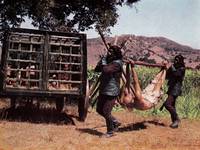 Кадр Планета обезьян