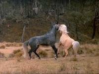 Кадр Серебряный ветер