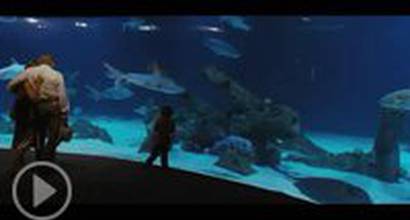 Международный трейлер