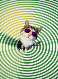 Постер Эта дикая кошка