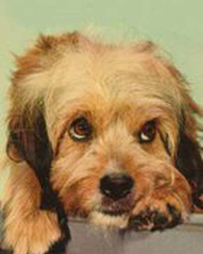 Хиггинс  Дог фото