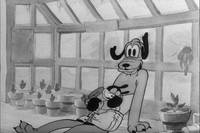 Кадр Микки Маус и кенгуру