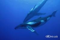 Кадр Дельфины и киты 3D