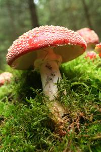 Кадр Зеленая Вселенная