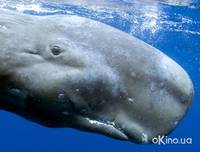 Кадр Дельфины и киты 3D