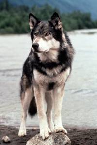 Кадр Белый клык