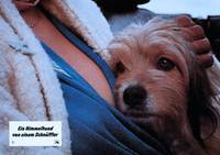 Кадр О, божественный пес!