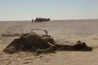 Кадр Черное золото