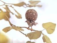 Кадр Ушастик