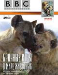 Постер из фильма "BBC: Брачные игры в мире животных" - 1