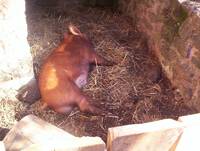 Кадр Tales from the Green Valley