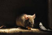 Кадр Дикая природа домашних животных