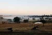 Кадр Дерево