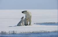 Кадр Мишка на севере