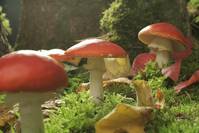 Кадр Зеленая Вселенная