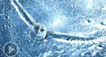 Трейлер (русский) 