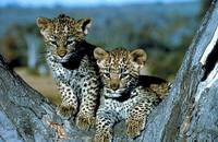 Кадр Бегущие на волю