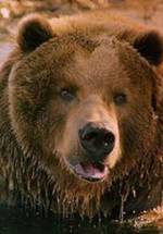 медведь Барт фото