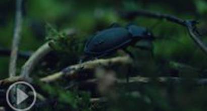 Промо-ролик