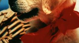 Кадр из фильма "Наполеон" - 2