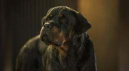 Кадр из фильма "Полицейский пес " - 1