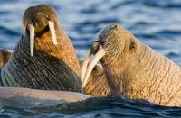 Кадр Мишка на севере