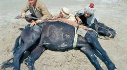 Кадр из фильма "Гнев сабель" - 2