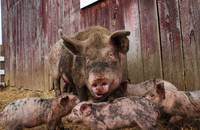 Кадр Принцы воздуха (видео)