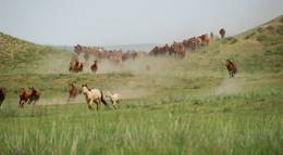 Кадр из фильма "Das Lied von den zwei Pferden" - 2