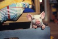 Кадр Руди – гончий поросенок