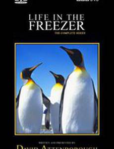 Жизнь в морозильнике